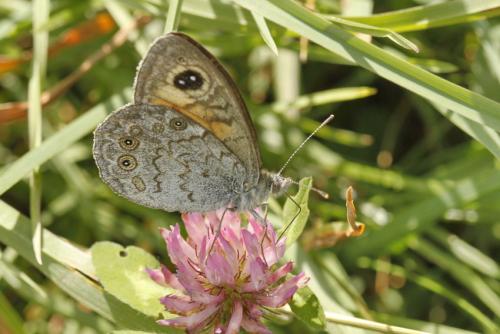 Lasiommata maera